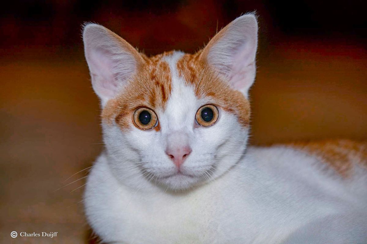 Van buitenkat naar binnenkat & sensatie van zelfreinigende kattenbak met sensoren