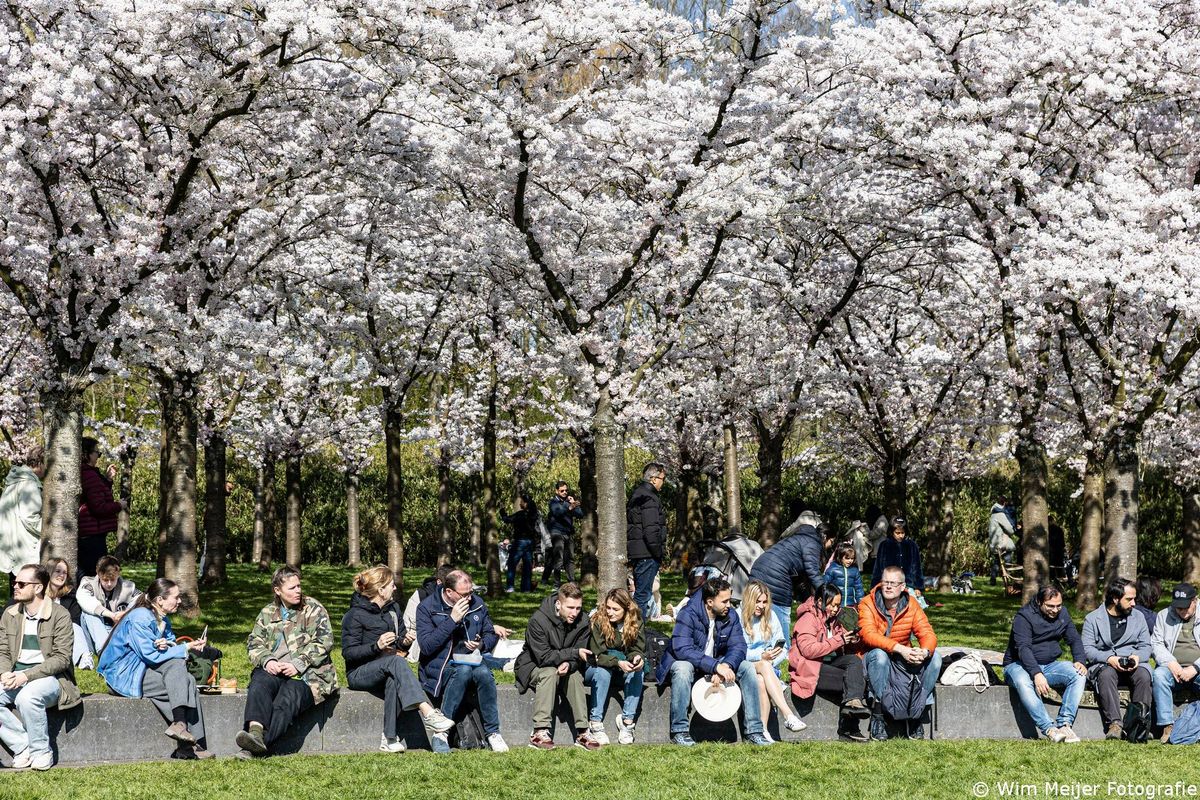 Ultieme lente-ervaring in Noord-Holland: Bloesempark trekt weer duizenden bezoekers naar het Amsterdamse Bos