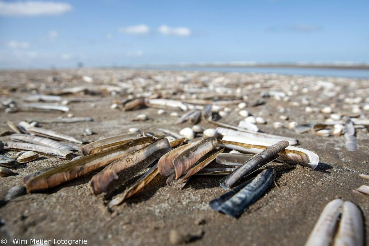Nationale Schelpenteldag: voor vijfde jaar op rij schelpen tellen op 25 plekken langs de Nederlandse kust