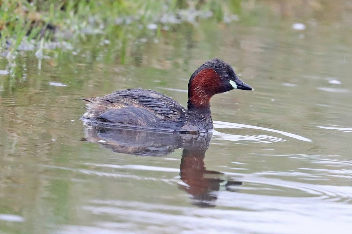 Vandaag in het duin #42: Op zoek naar de dodaars