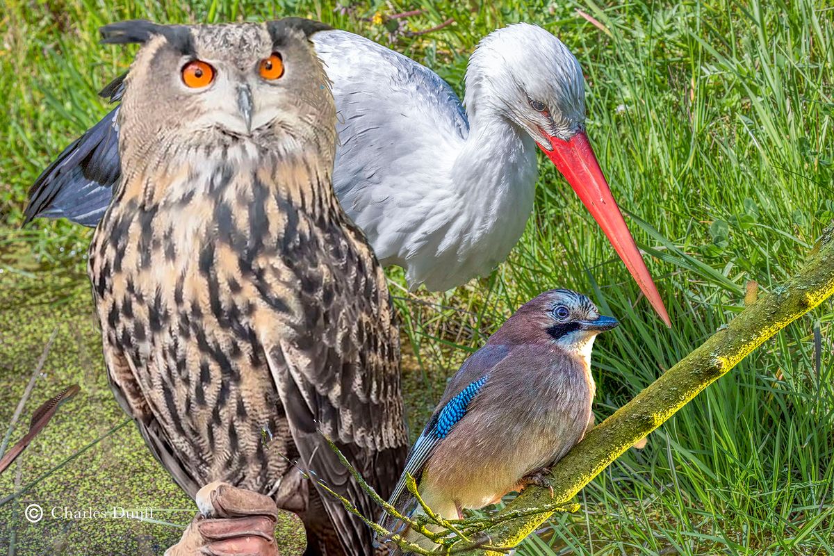De Uil, de Ooievaar en de Vlaamse gaai: 'Met ons valt niet te spotten...hoewel...'