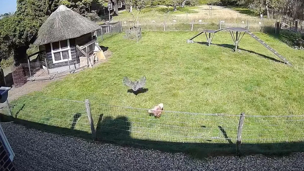 Bijna een Disney-film: Boerderijdieren redden kip van havik