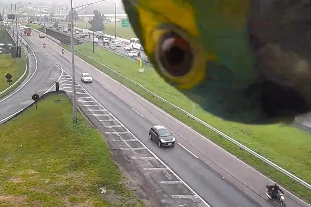 Nieuwsgierige papegaai inspecteert camera langs snelweg in Brazilië