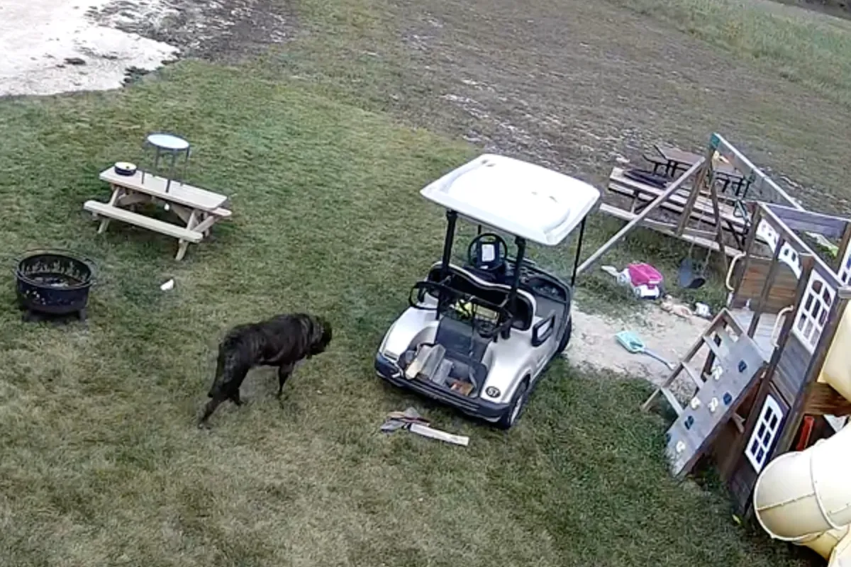 Hond parkeerde golfkarretje tegen pick-up