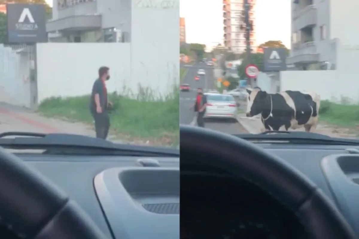 In Brazilië kan het gebeuren dat een koe het op je gemunt heeft