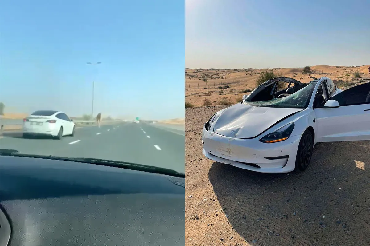 Tesla rijder in de Verenigde Arabische Emiraten ziet kameel over het hoofd