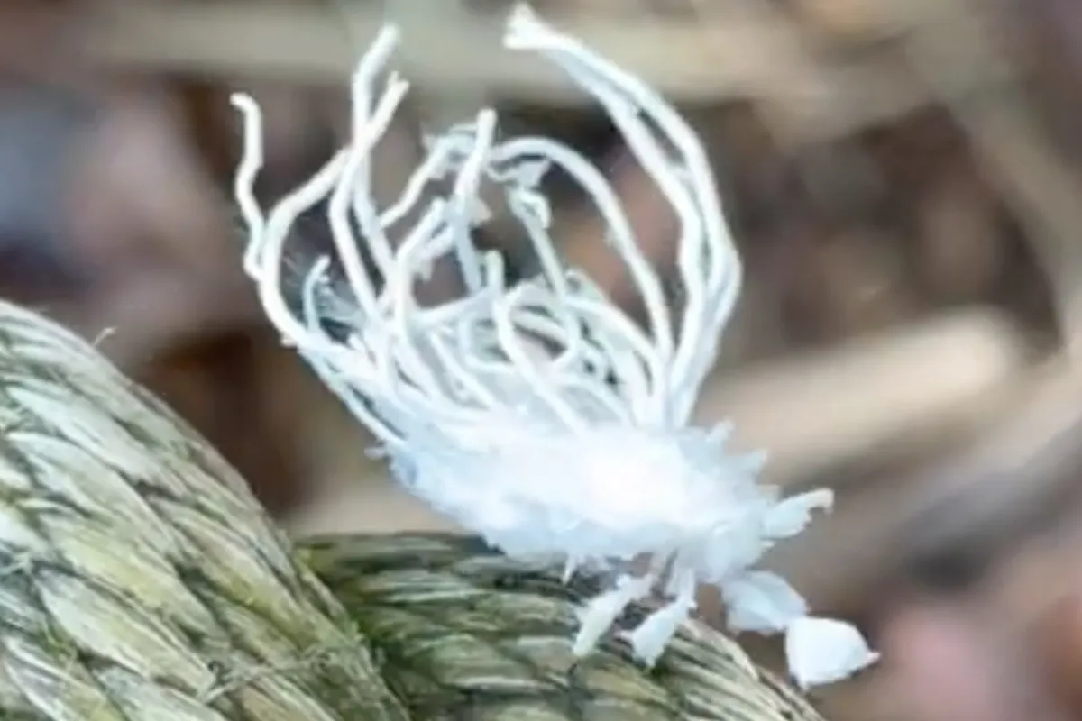 Flatidae is een opmerkelijk insectje