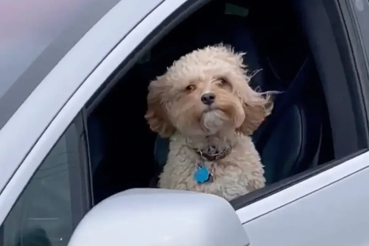 Hond uitlaten anno 2021: Tesla Autopilot doen het voor je