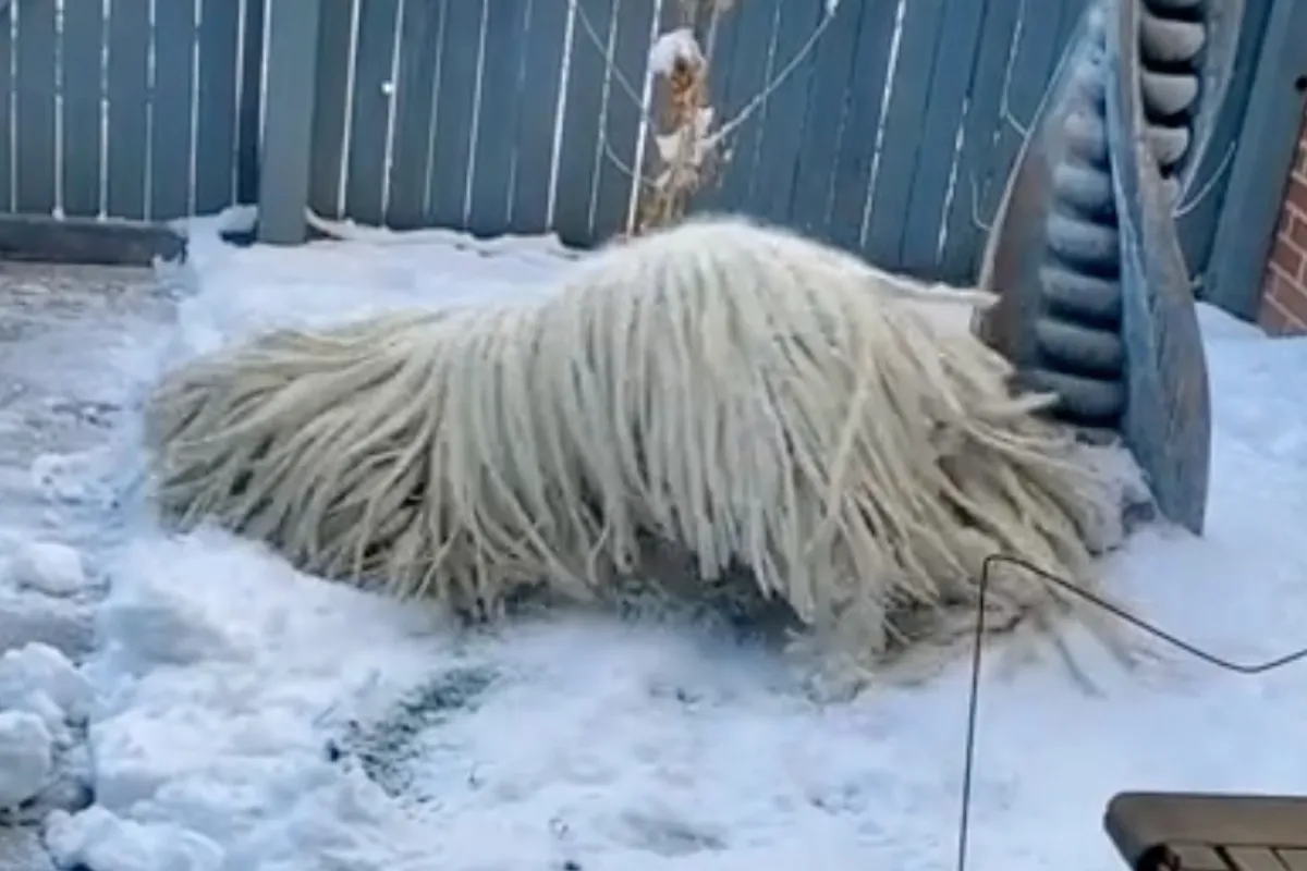 Puli gaat helemaal los in de sneeuw