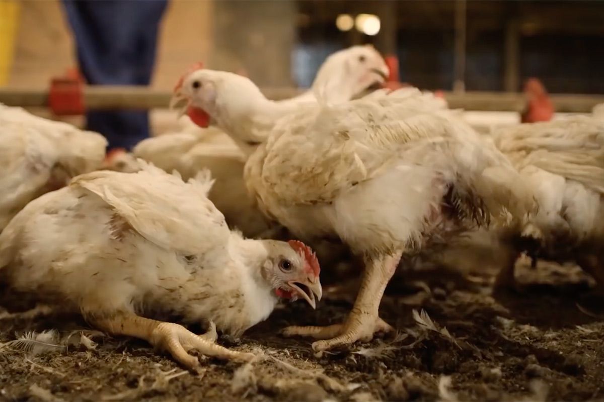 Kauwgom mild Allemaal Eet smakelijk: Een kijkje in de Amerikaanse goedkope kip industrie | VK  Magazine