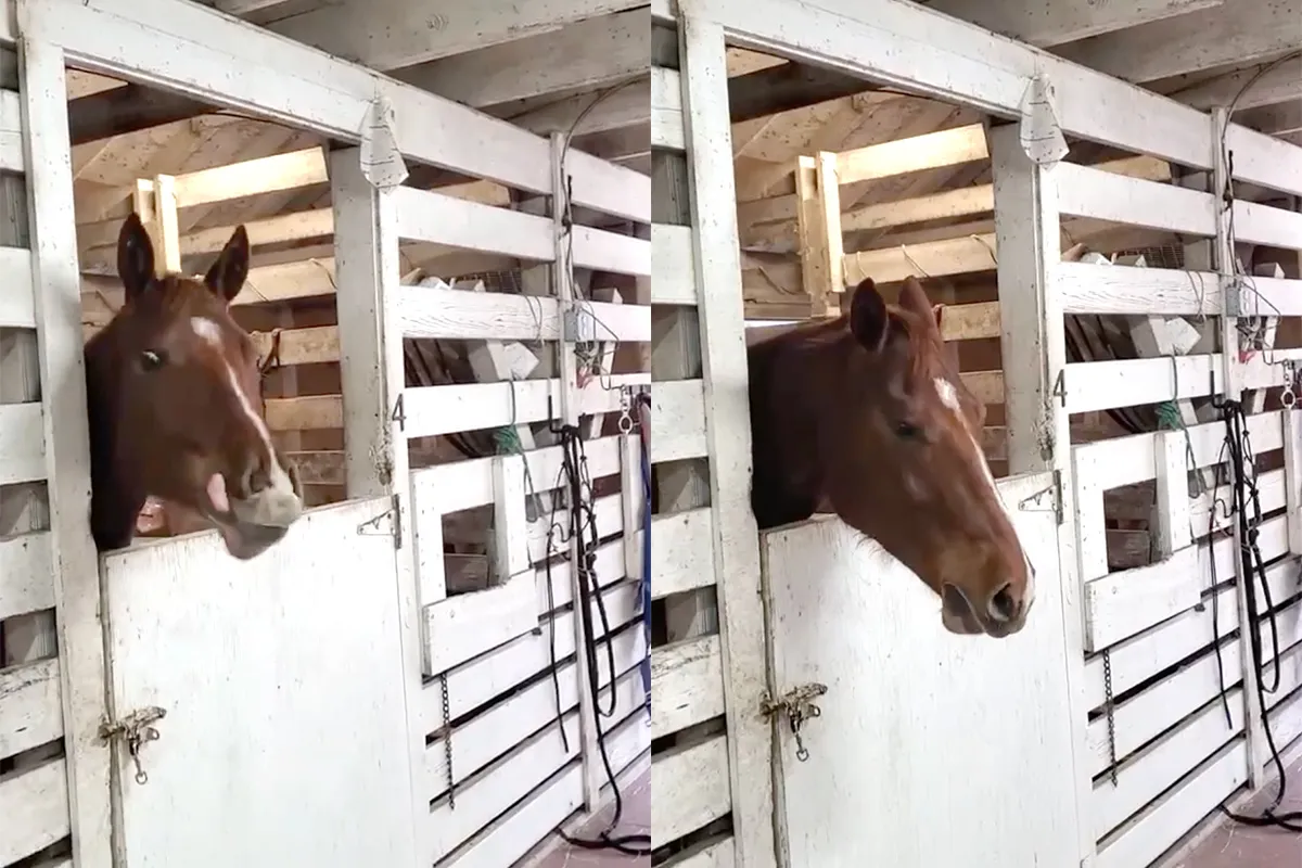 Paard maakt het geluid van een man die alleen is op Valentijnsdag
