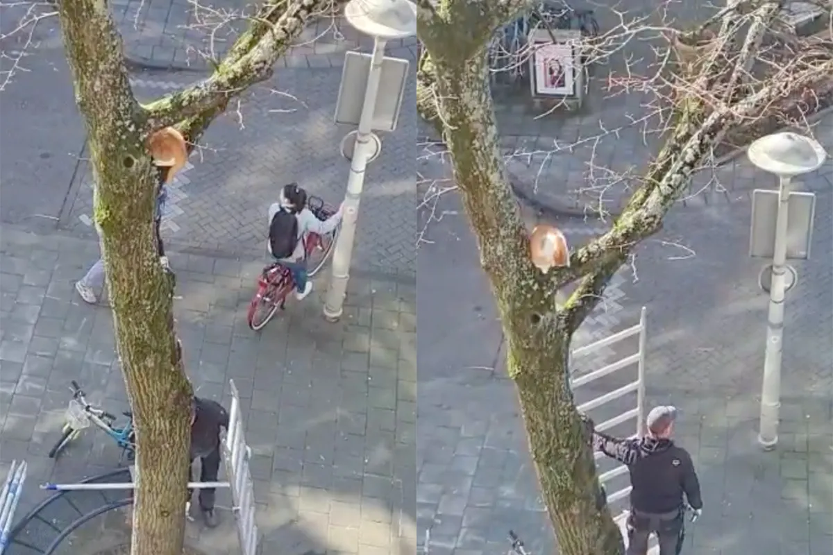 Helden van de steigerbouw redden kat uit boom in Amsterdam