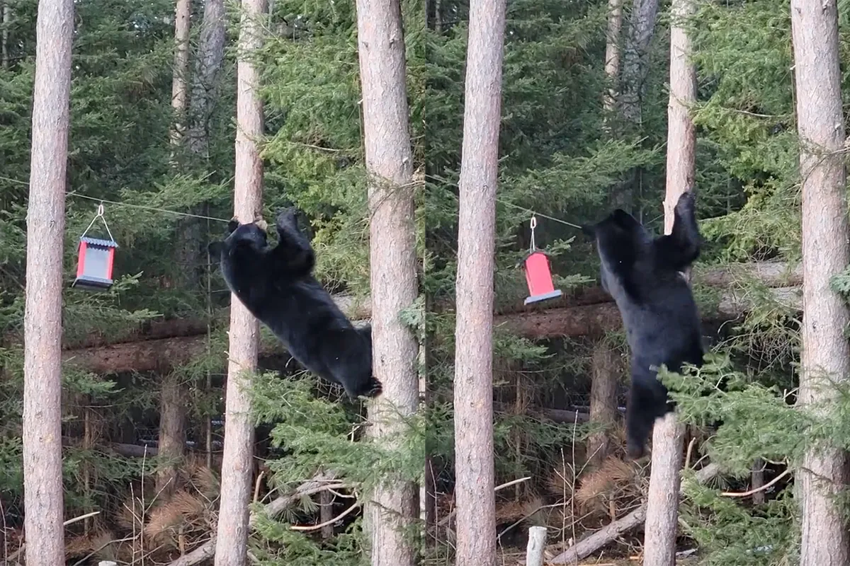 Acrobatische beer heeft trek in vogelzaad