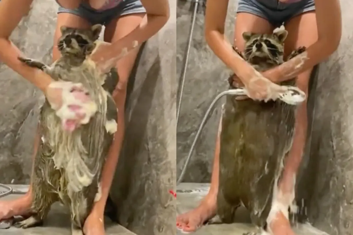 Wasbeer wassen is om meerdere reden best aangenaam