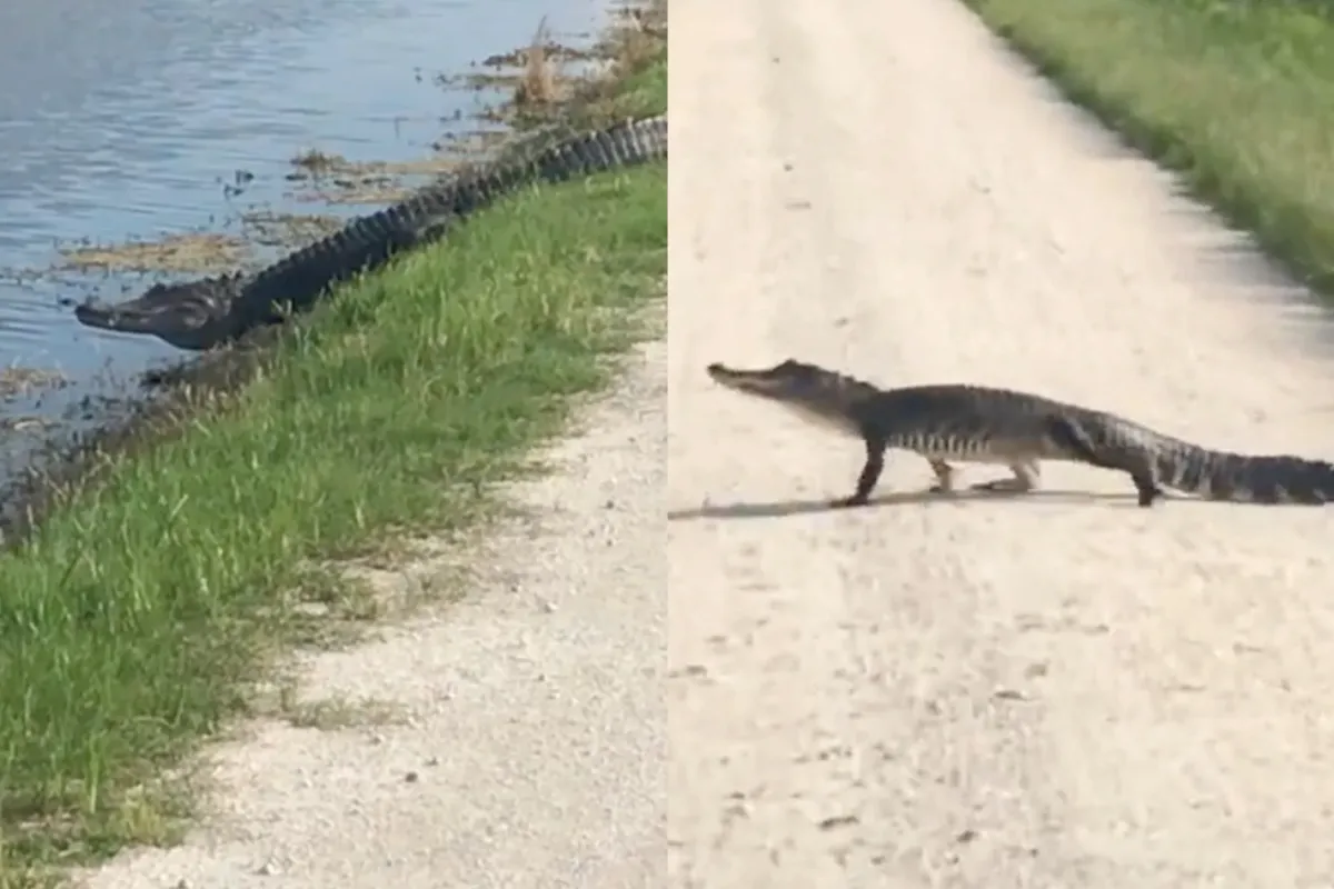 Duitser maakt kennis met de alligators van Lake Apopka nabij Orlando