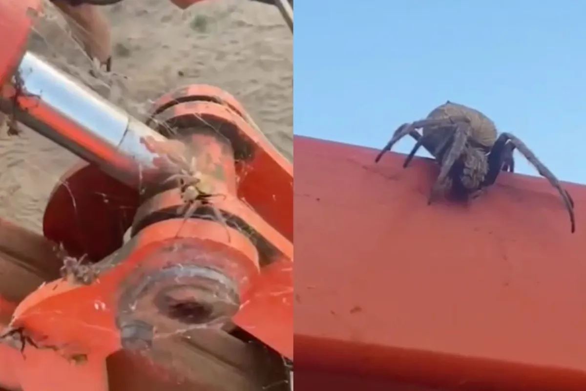 Het antwoord op de vraag of ze in Australië spinnen hebben