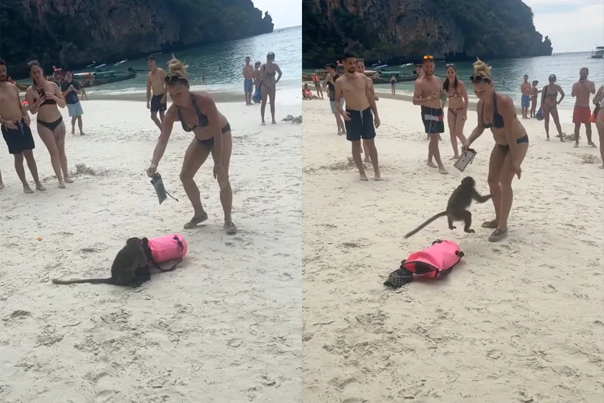 Aap op strand in Thailand laat merken dat hij nieuwe eigenaar is van tas