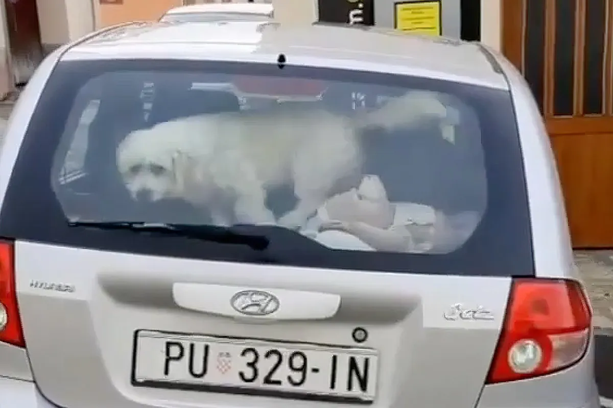 Hondje betrapt met zijn date in een auto