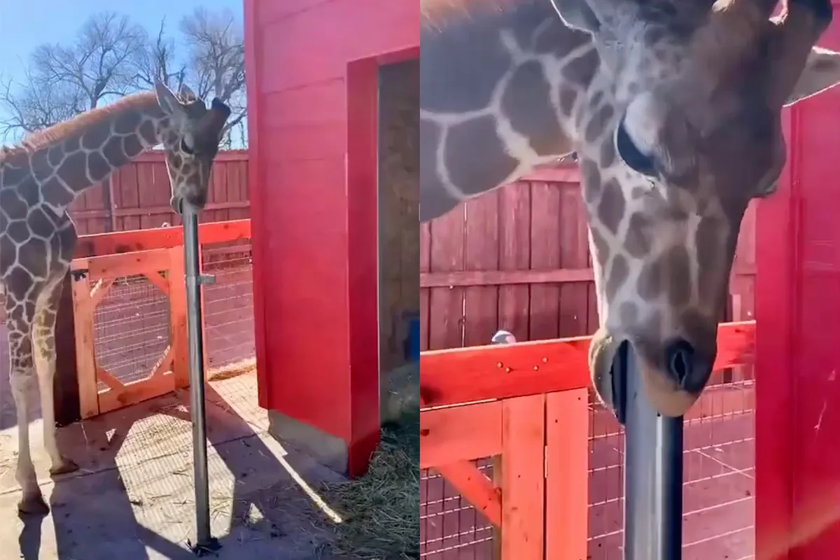 Opeens heb je het: Je wilt een giraffe in de tuin