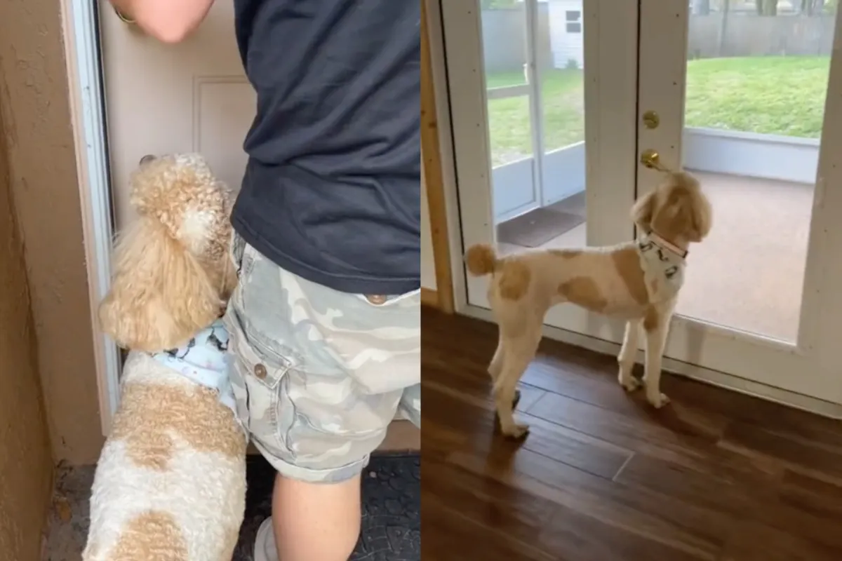 Hond moet nog even wennen aan de nieuwe woonomgeving