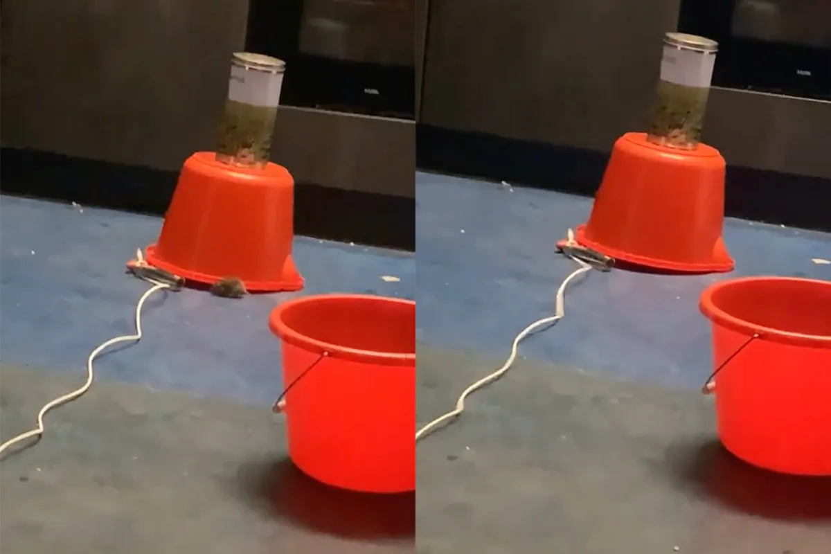 Studenten vangen een muis en dat is de prestatie van het jaar