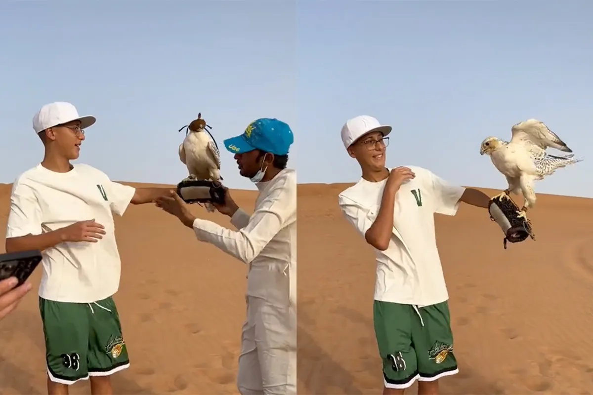 Dat was niet de bedoeling: Roofvogel in Dubai vliegt na foutje naar zijn vrijheid