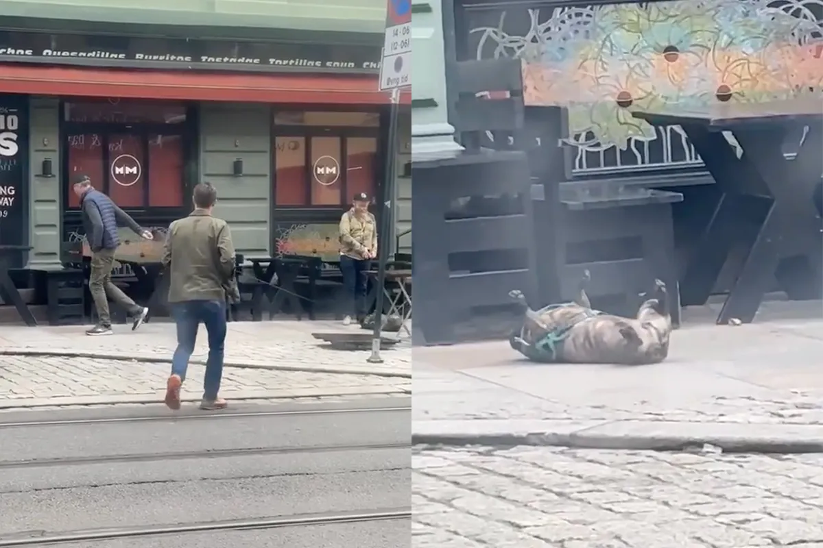 Deze hond heeft er geen zin meer in en kiest voor makkelijke weg