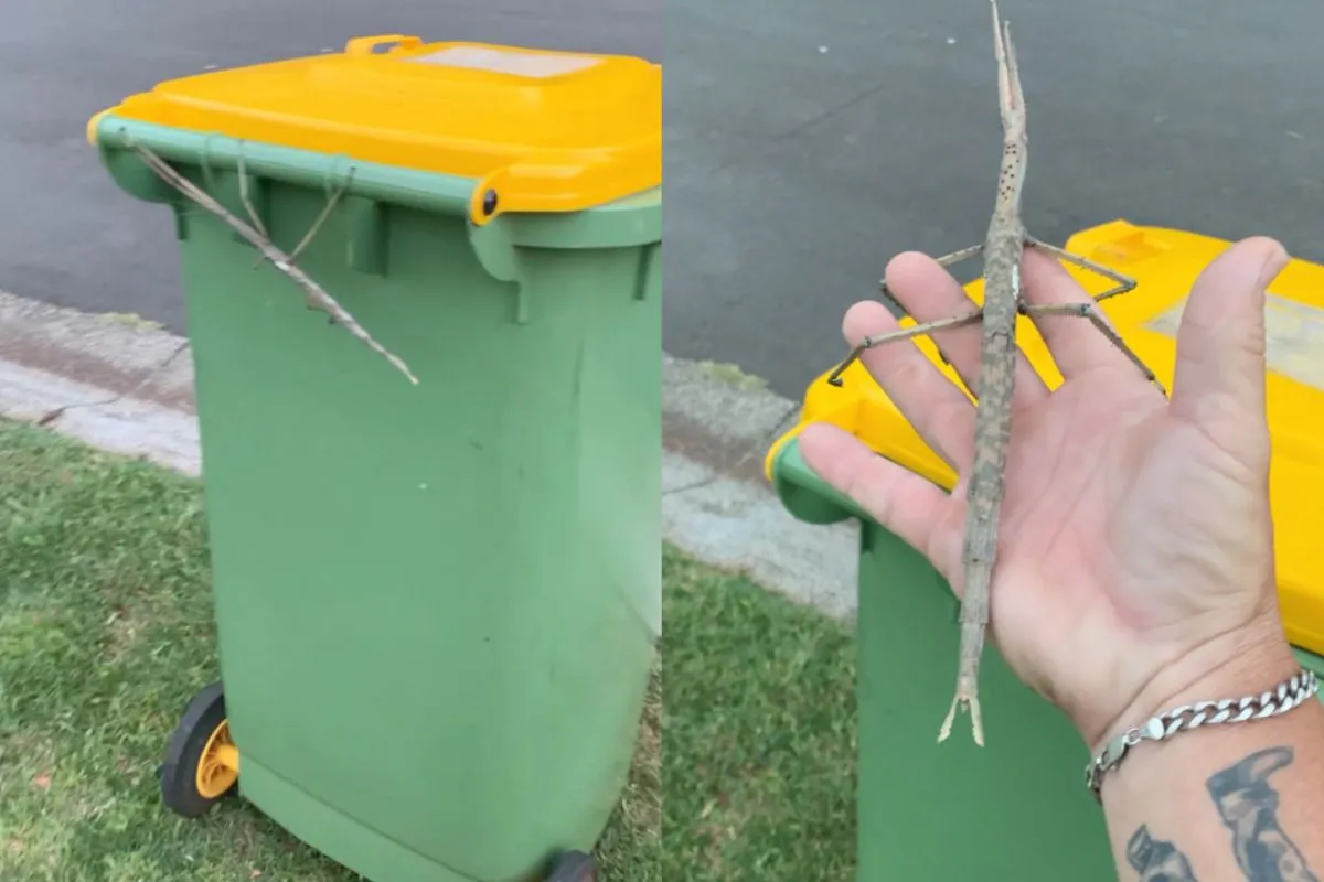 Aussie heeft een wandelende tak gevonden die wel iets weg heeft van een wandelende boomstam