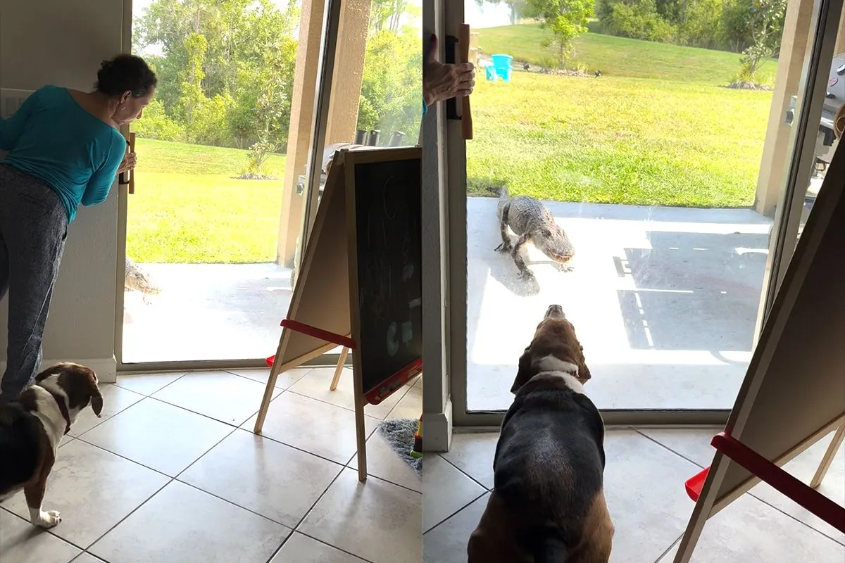 Alligator wil op visite komen, maar hond laat merken dat hij niet welkom is