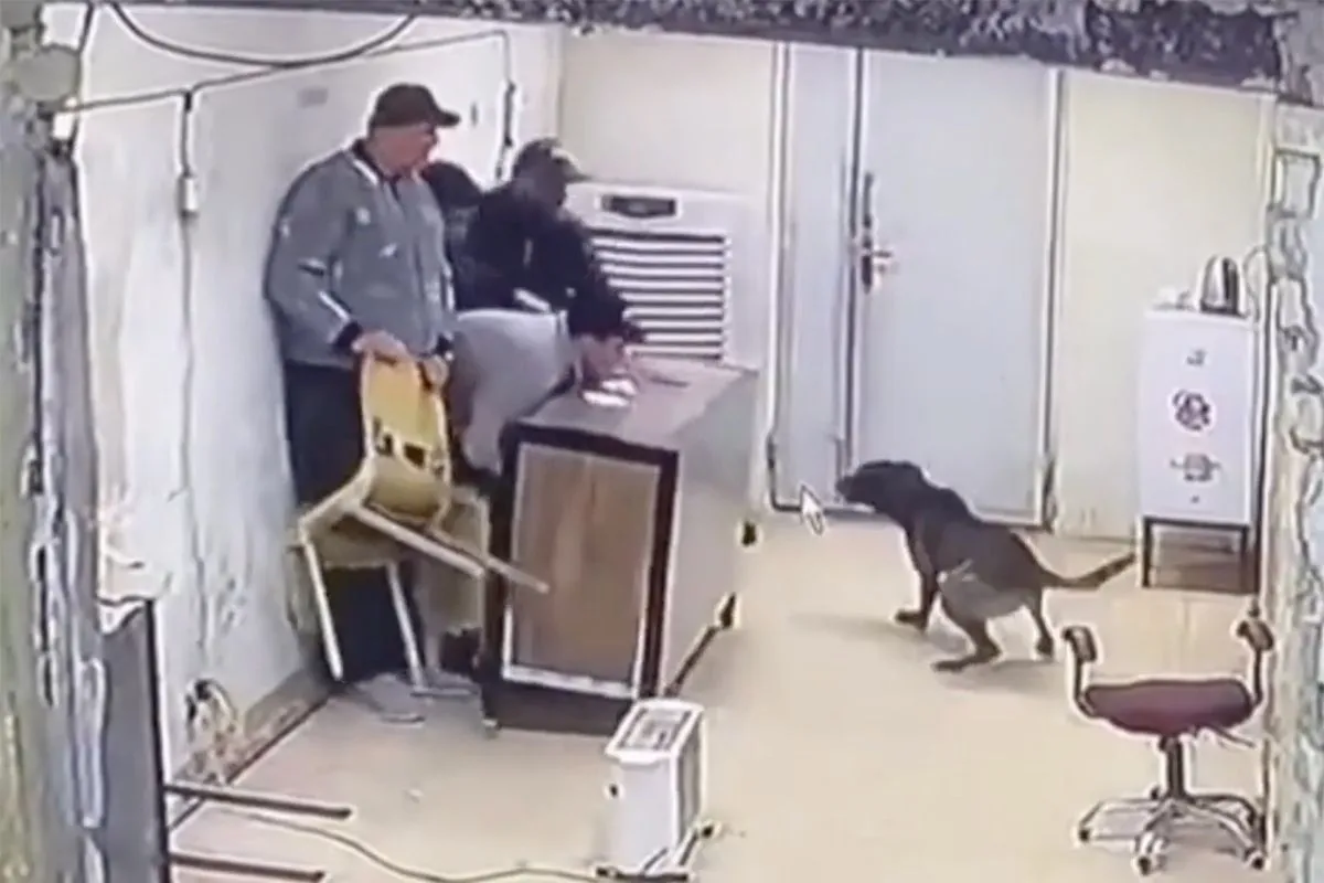 Gevulde koeken of mannen? Hond weet het antwoord wel
