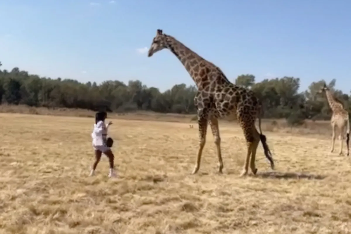 En daarom ga je ook nooit in de buurt van een giraffe lopen