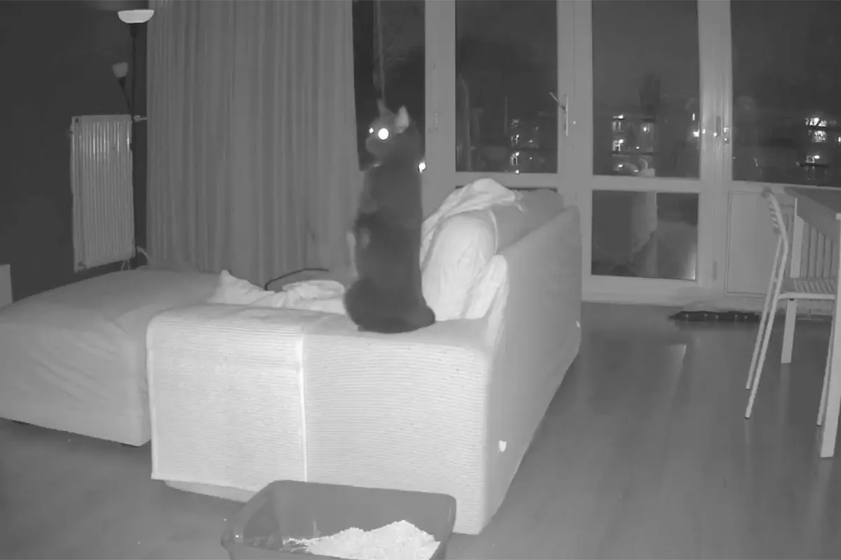 Kattencamera en beveiligingscamera hebben explosies in Den Haag vastgelegd