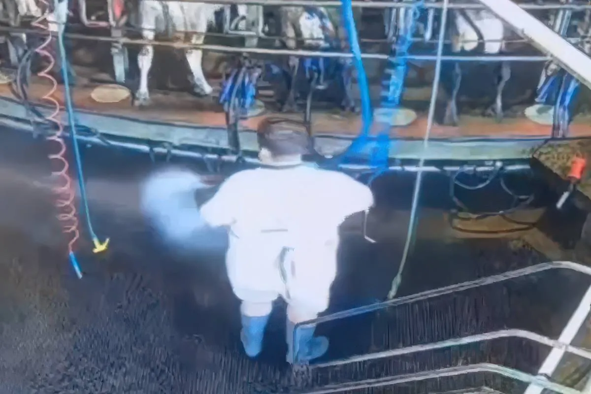 Boer is de stal aan het schoonmaken en voelt ineens iets warms in zijn nek