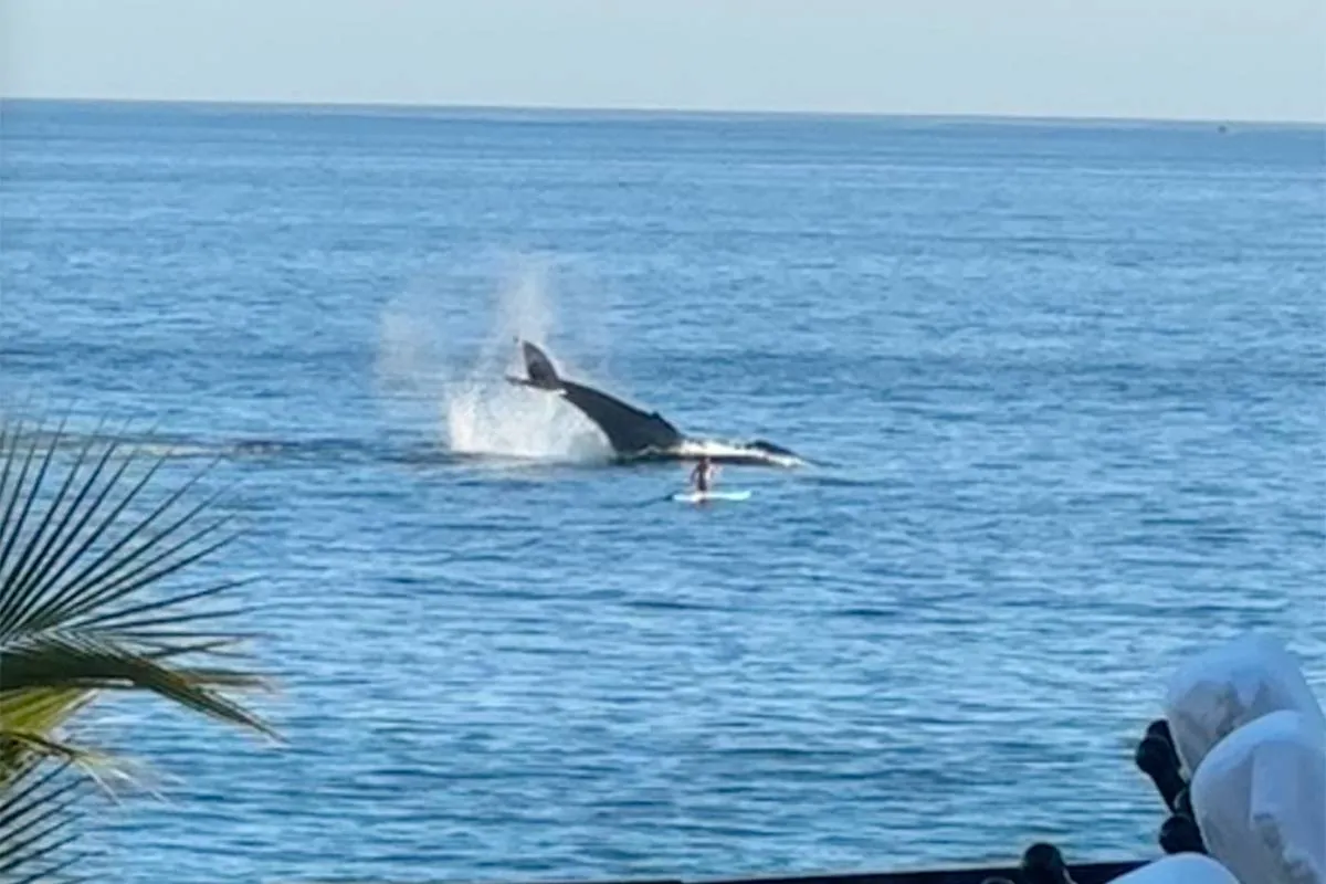 Life Goals: Lekker peddelen met een walvis en haar baby