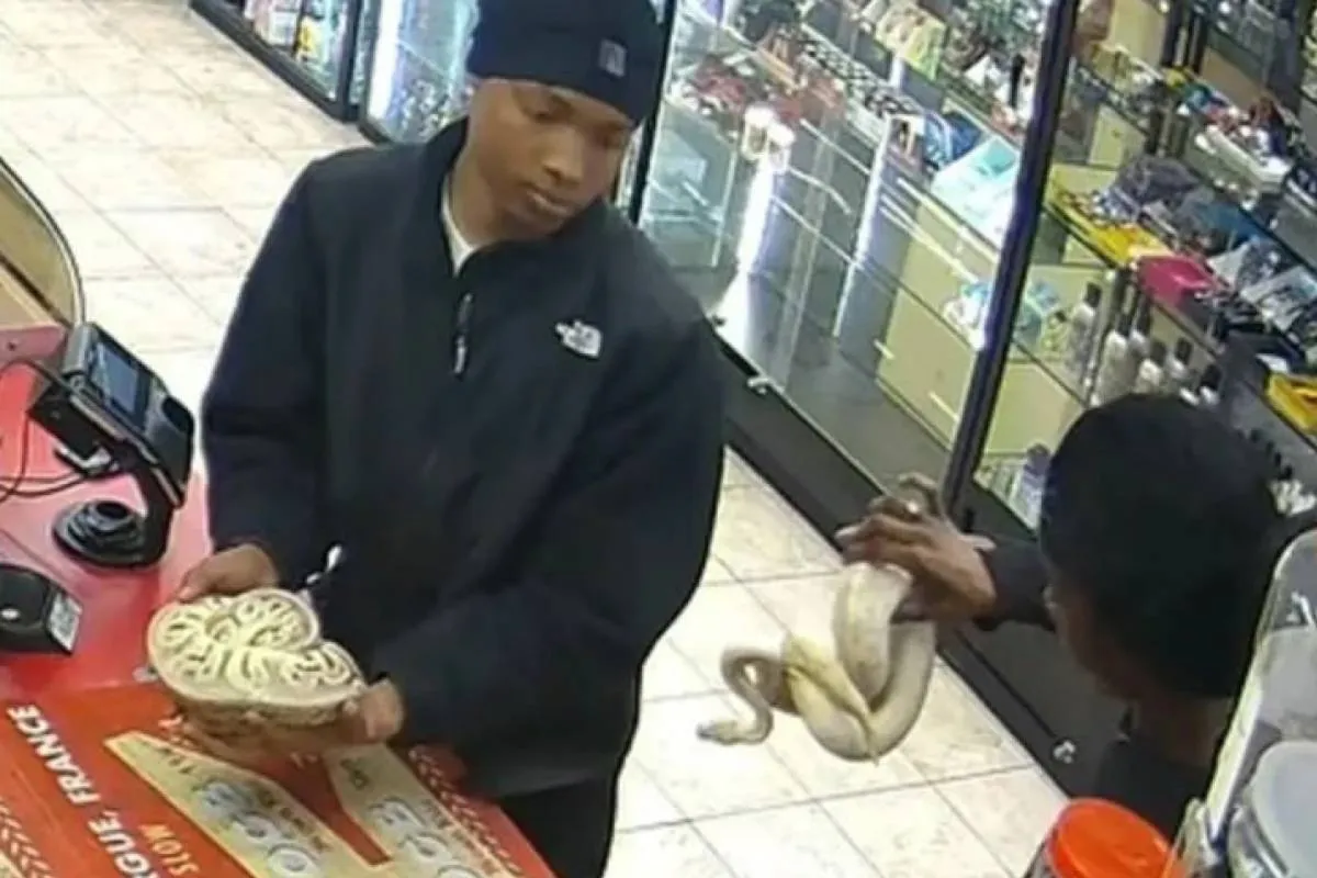 Overvallers beroven tankstation met levende pythons: ‘Een slang is ook een wapen!’