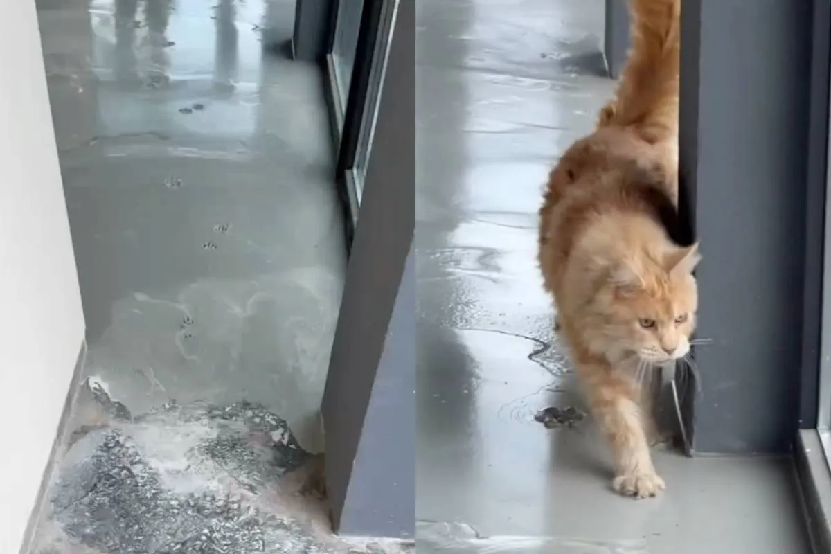 Nog maar weer eens een reden om nooit aan een kat te beginnen