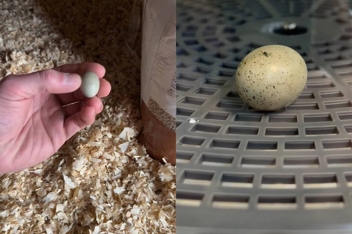 Feel Good: Man vindt verlaten eitje en broedt het succesvol uit in een broedmachine: “Lucky is geboren!”