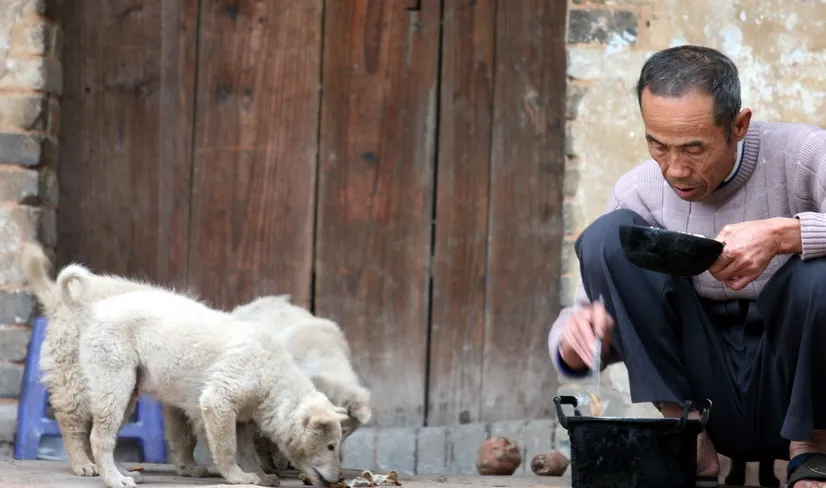 Lekker op tijd! China wil opeten van honden en katten voortaan verbieden