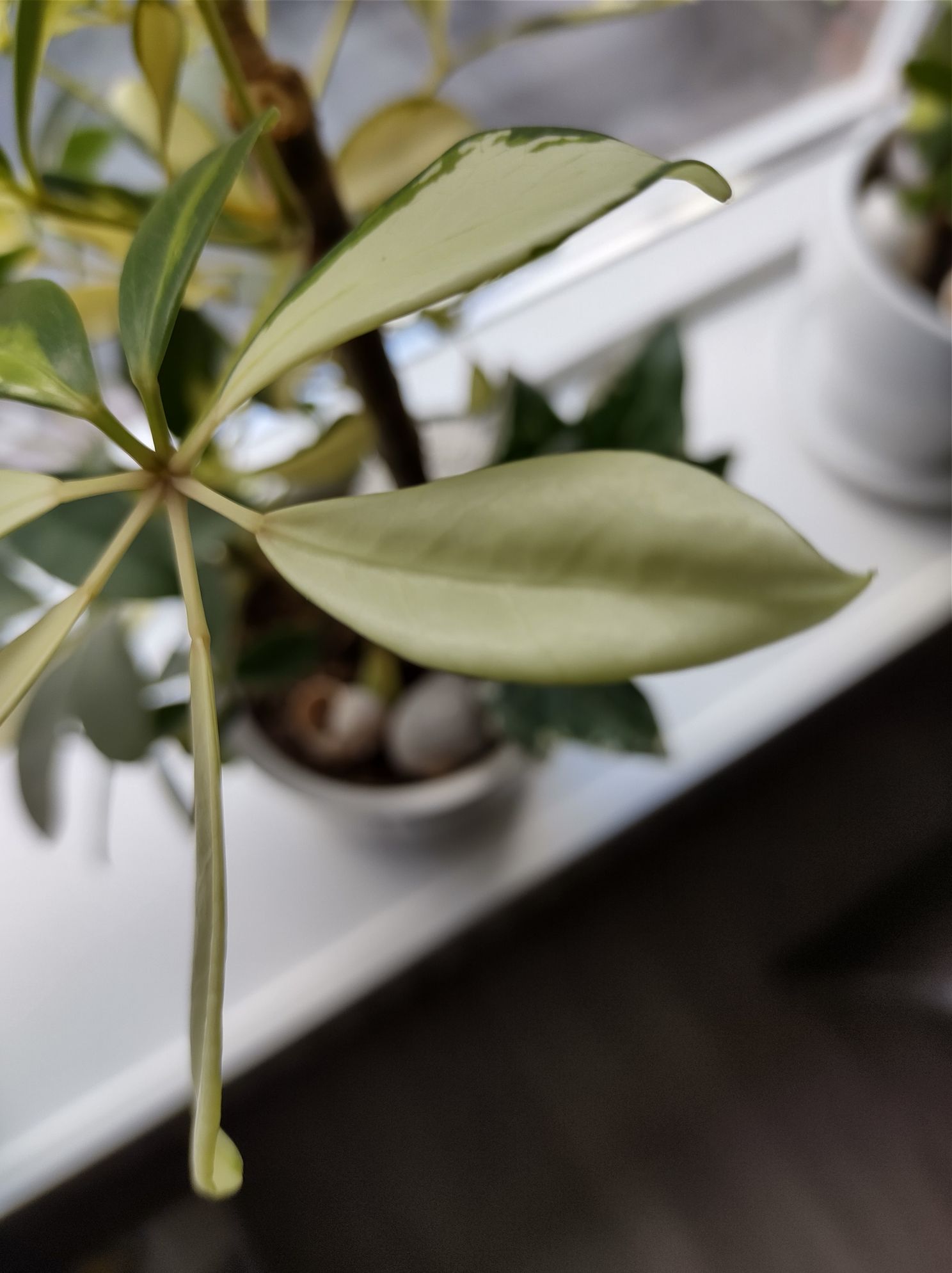 Motorola Moto G9 Plus review: dit zijn de plus- en minpunten