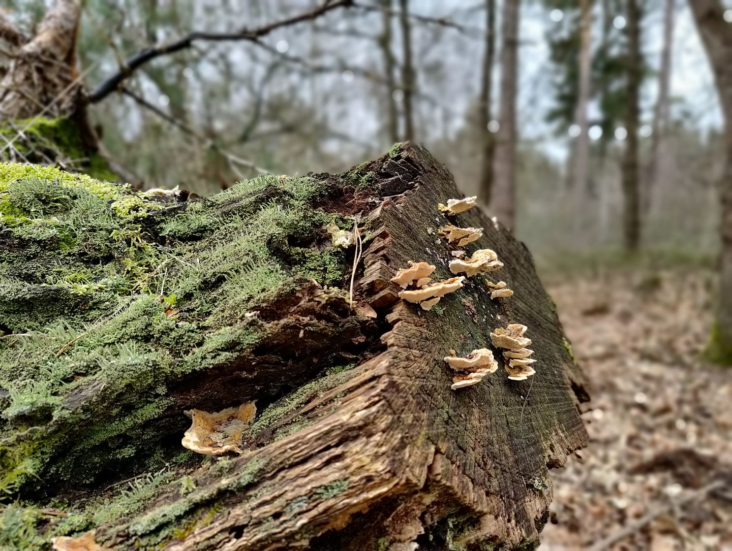 OnePlus 9 Pro review: eindelijk krijgen de camera's de aandacht die ze verdienen