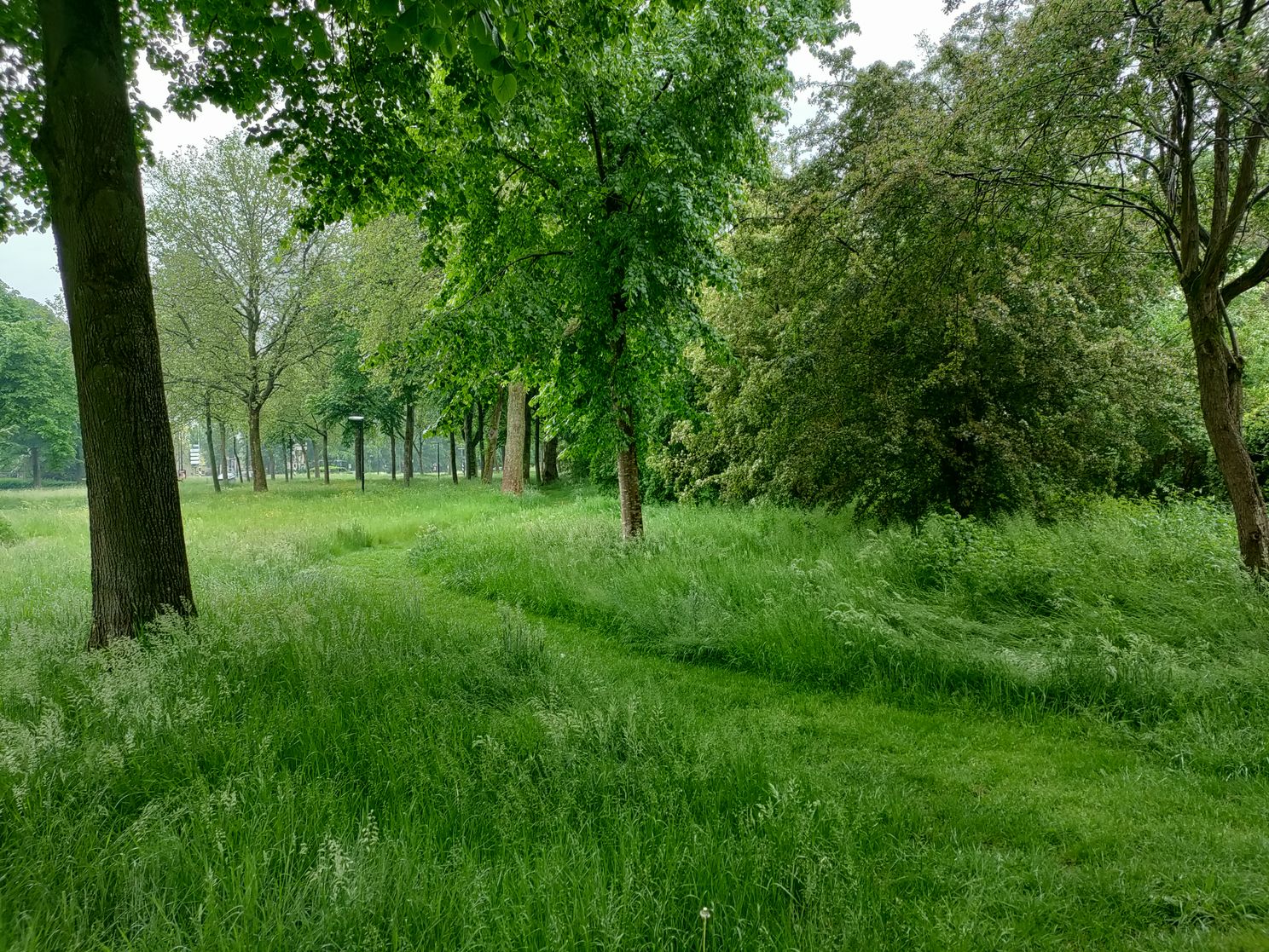 Foto bij daglicht