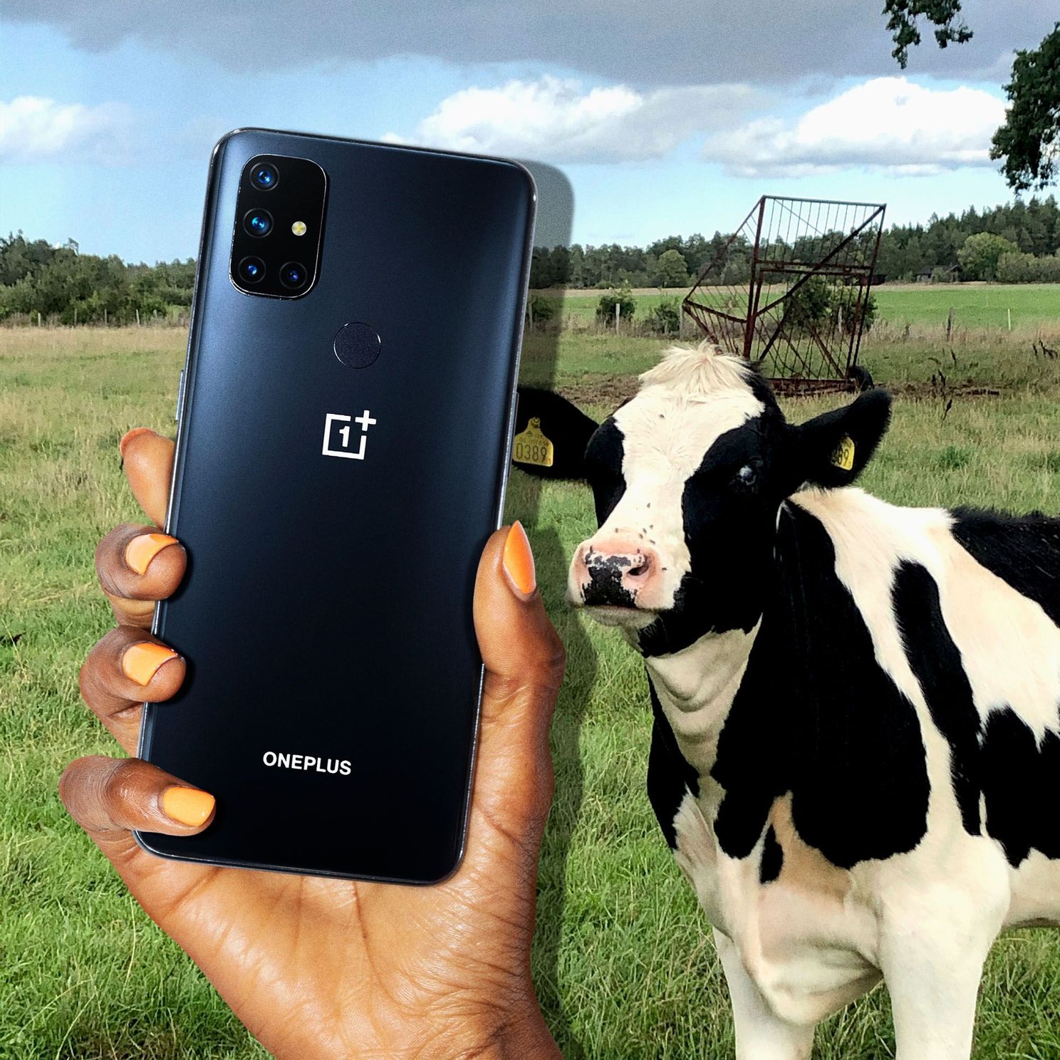 OnePlus Nord N10 5G en verbaasde koe