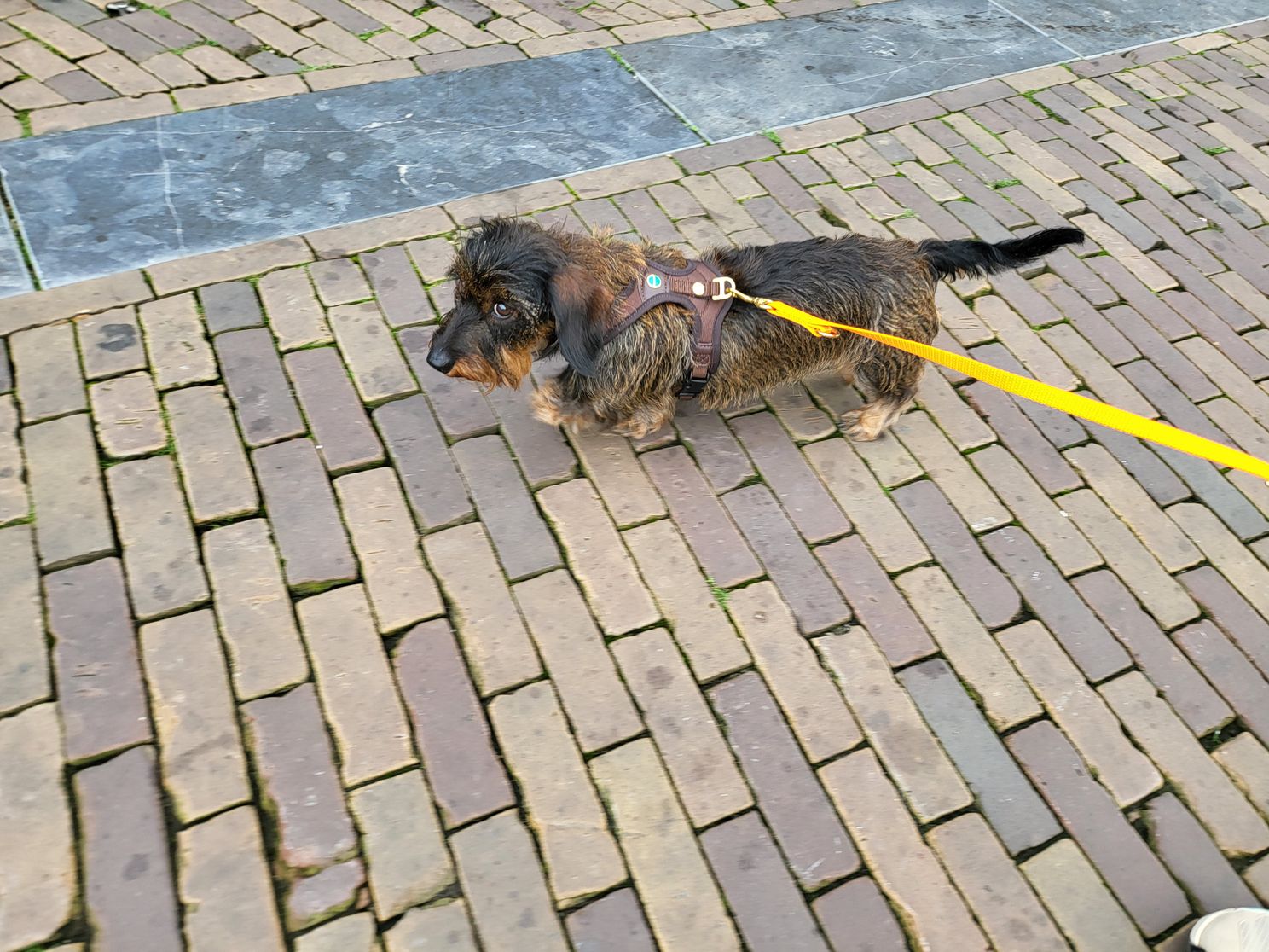 Teckel wil iets met kat doen maar durft niet