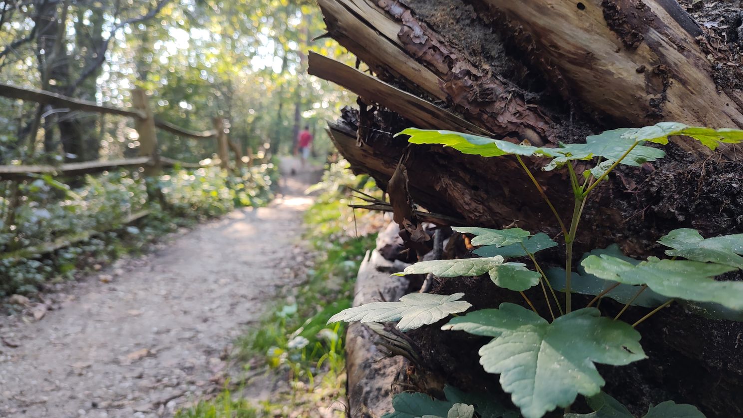 Motorola Edge 20 Pro review: gewoon goed, niks meer, niks minder