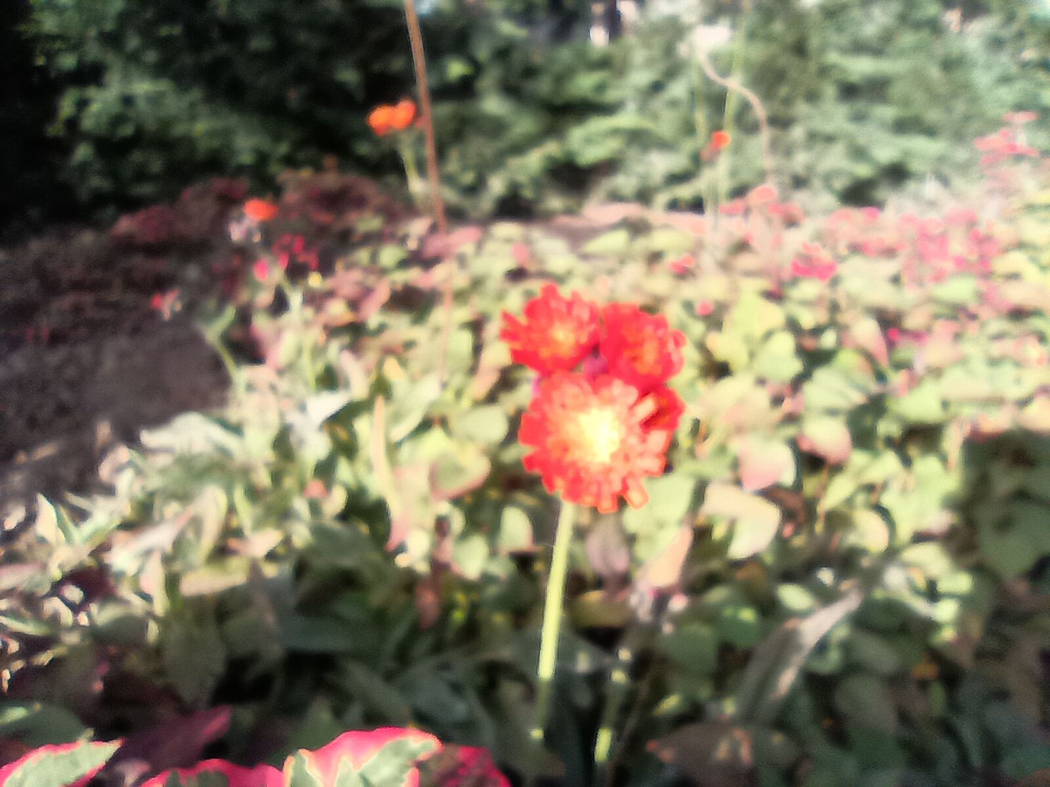 Foto met de macrocamera