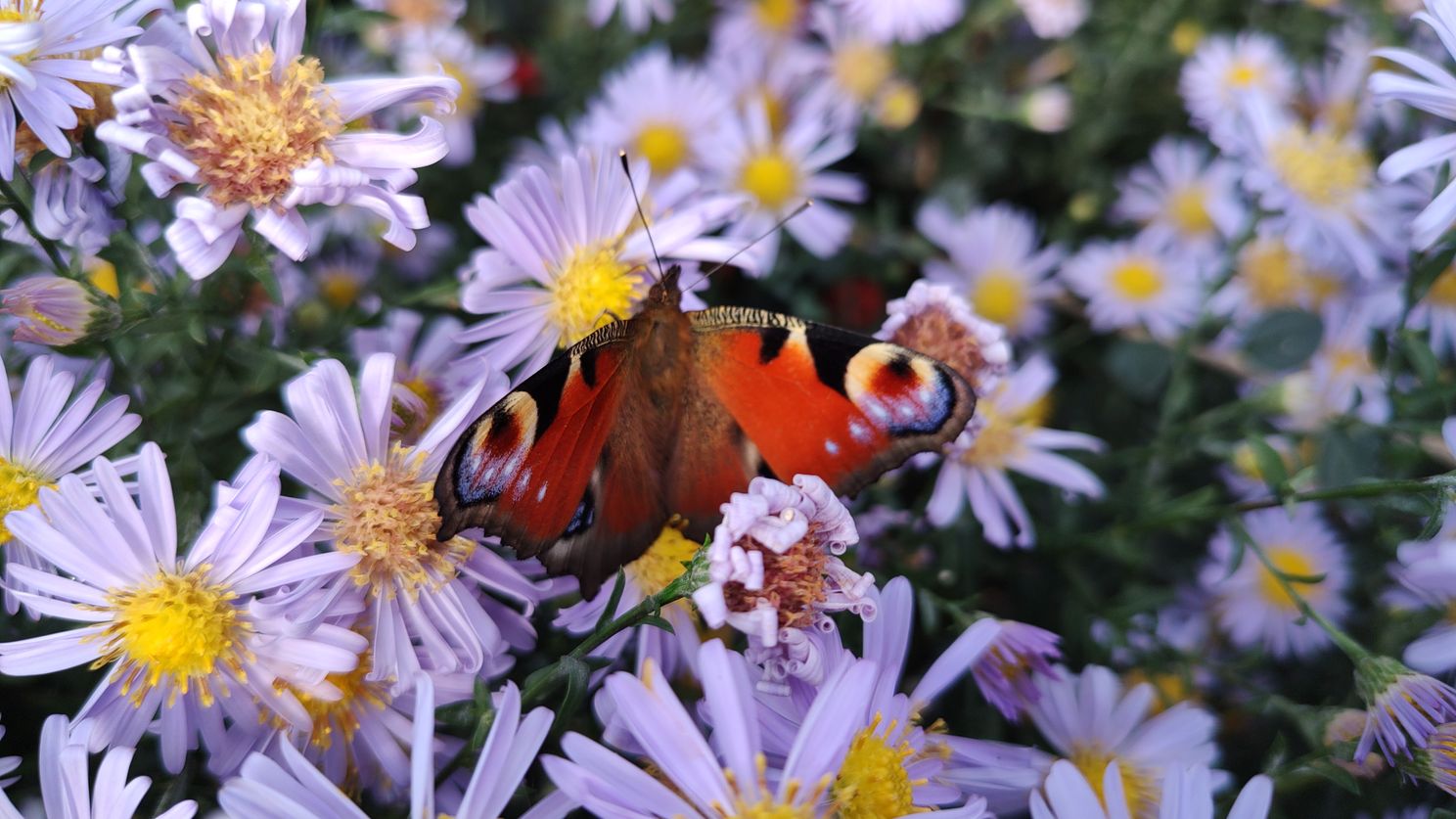 Een macrofoto gemaakt met de Pro-modus en de hoofdcamera