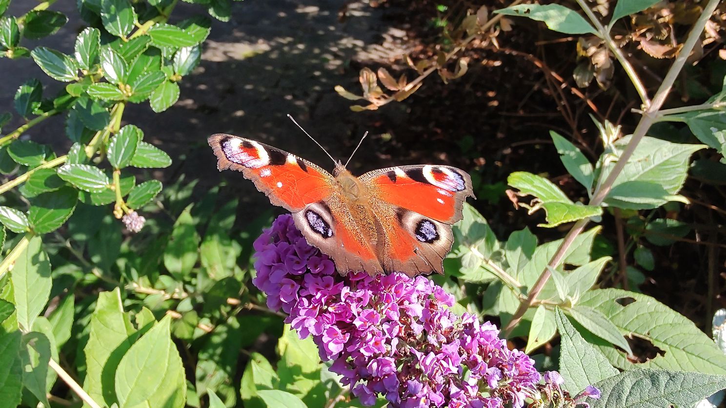 Een macrofoto genomen met de groothoeksensor
