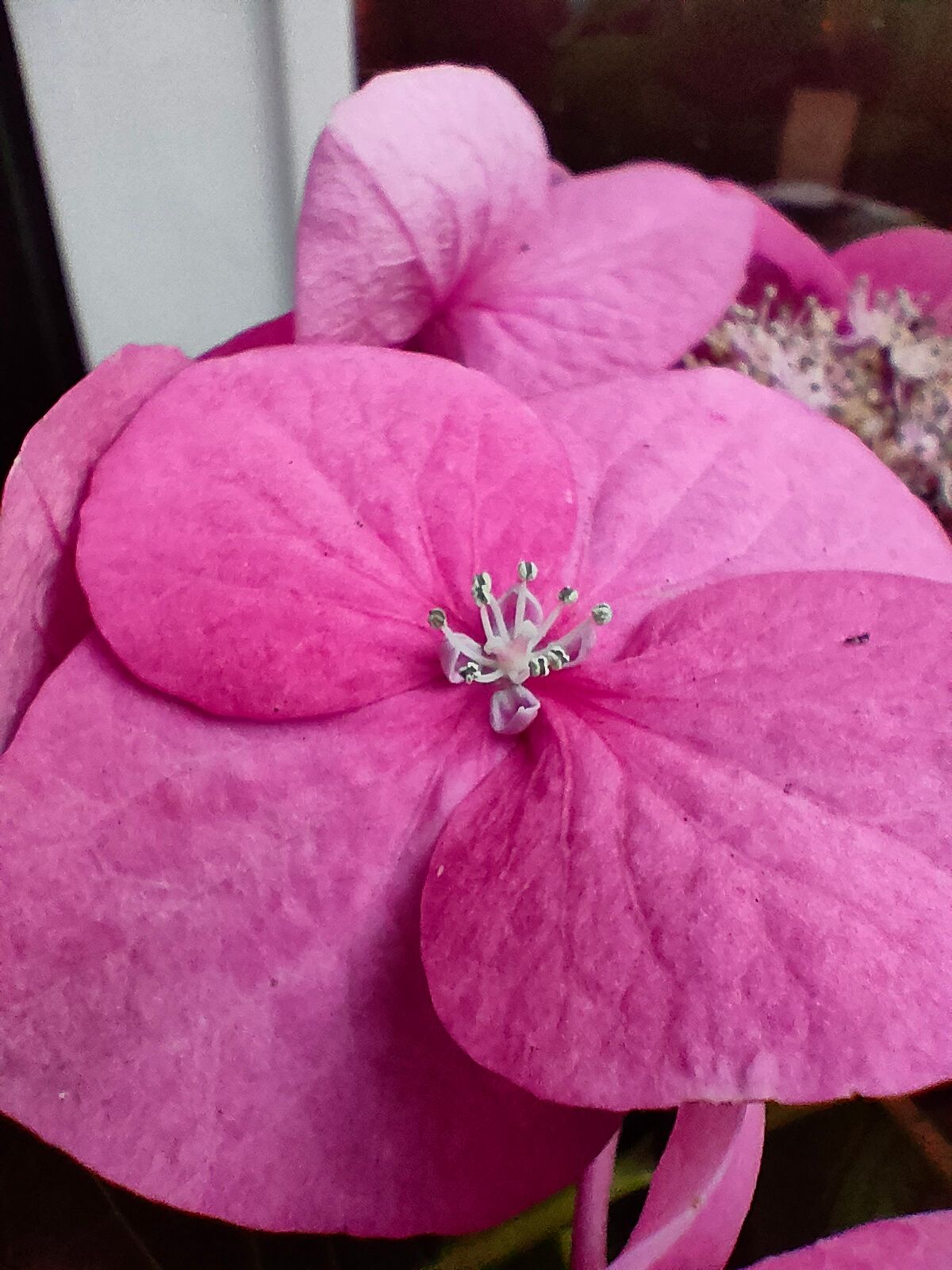Foto genomen met de macrocamera