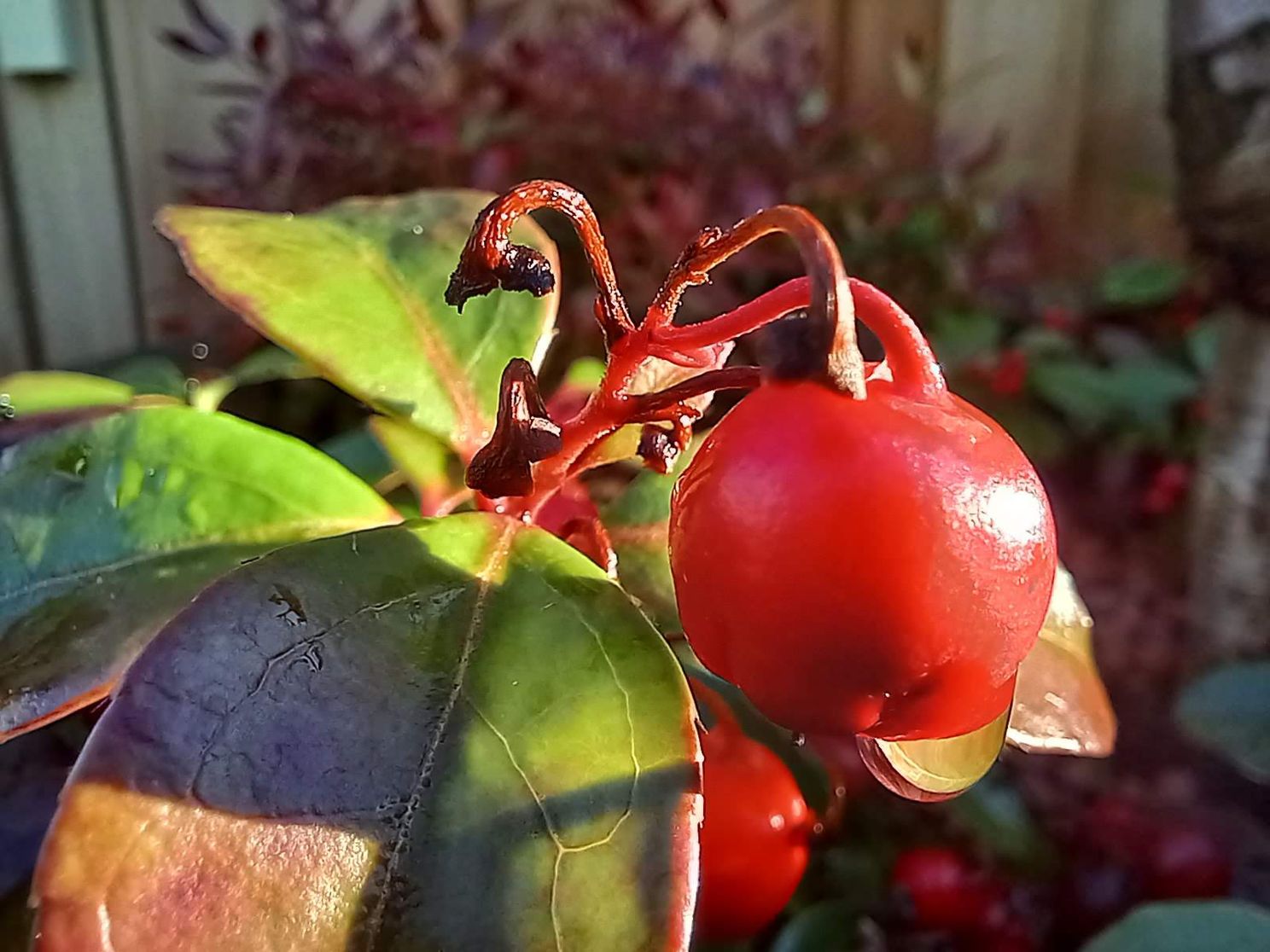 Macrofoto