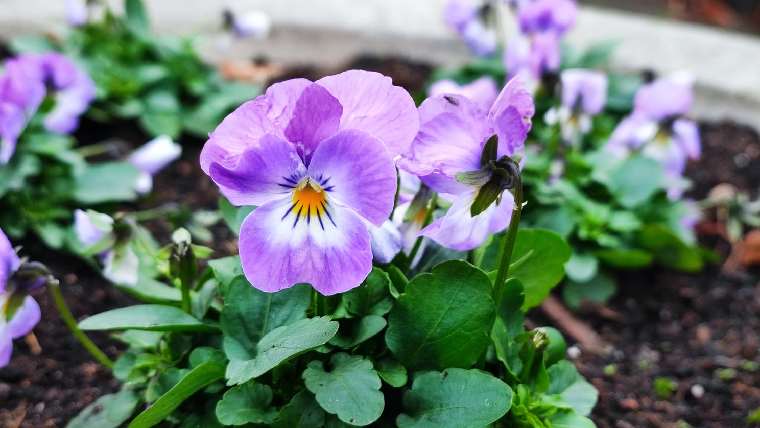 Xiaomi 11T Pro review: telefoon met sublieme accu en snellader